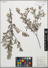 Foto von Salix repens subsp. repens L.